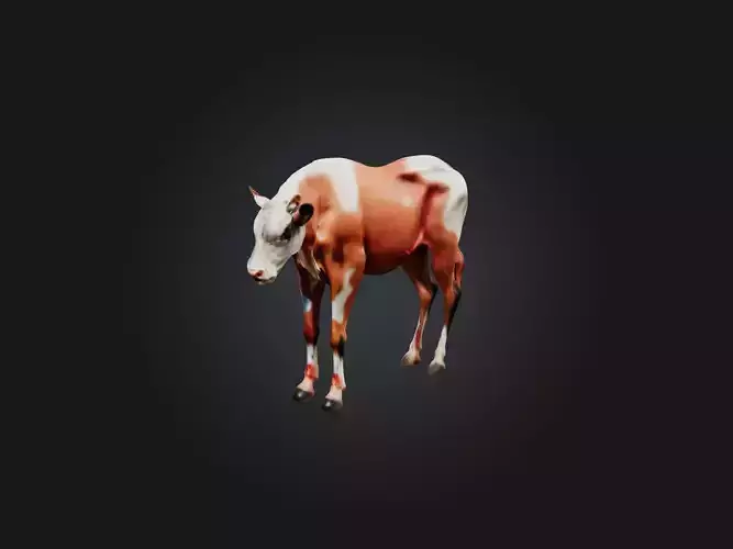 Realistic Injured Calf Model