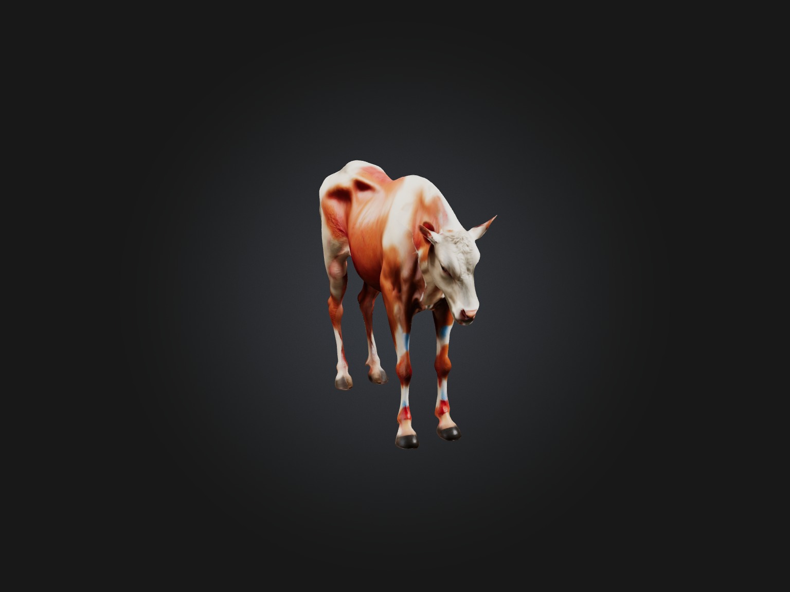 Realistic Injured Calf Model Low-poly 3D model_4