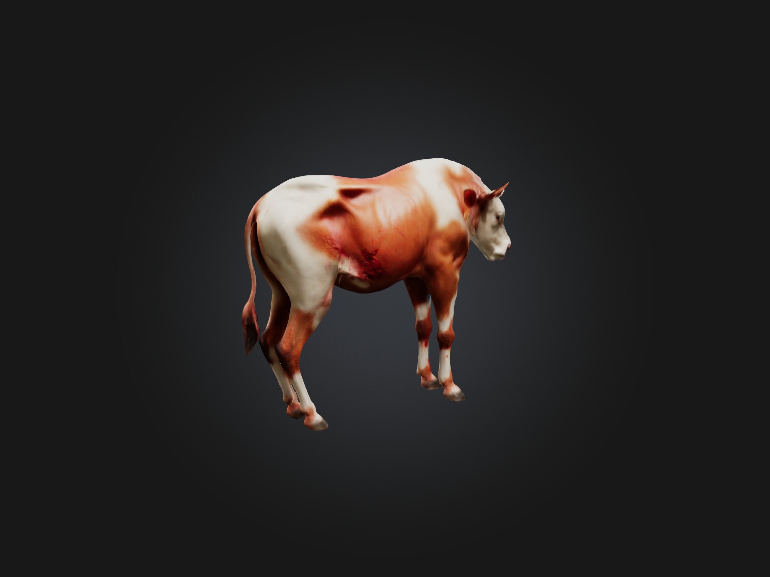 Realistic Injured Calf Model Low-poly 3D model_8