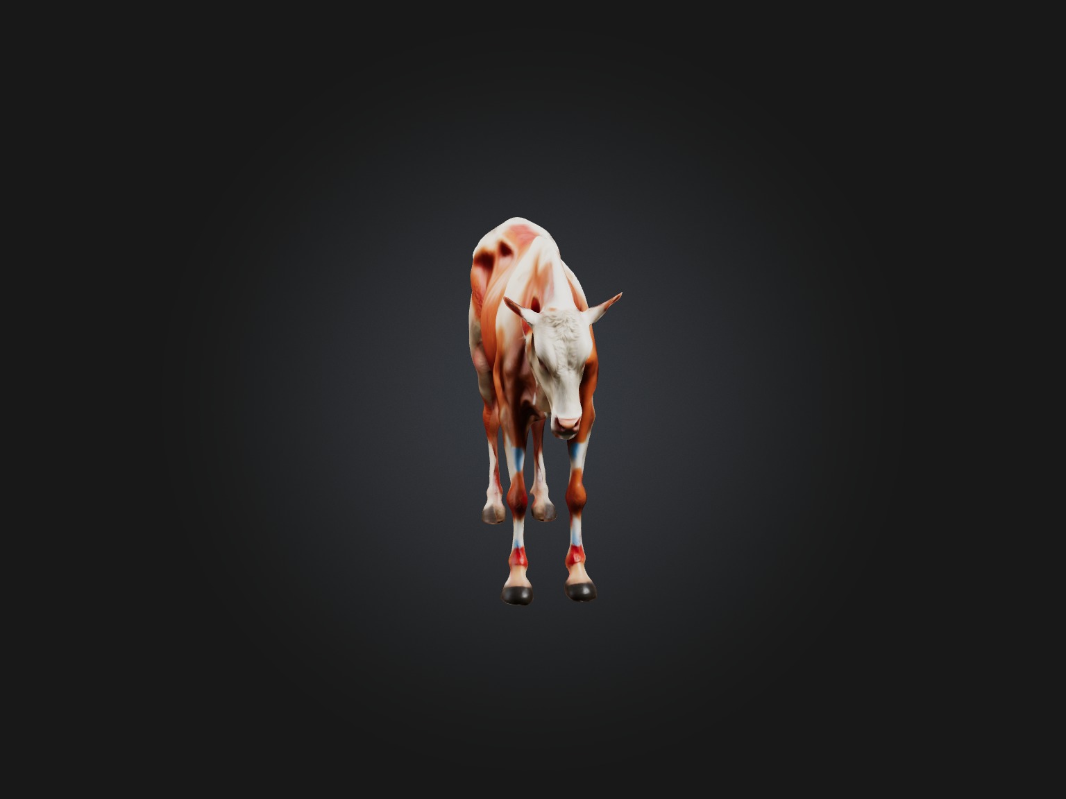 Realistic Injured Calf Model Low-poly 3D model_3