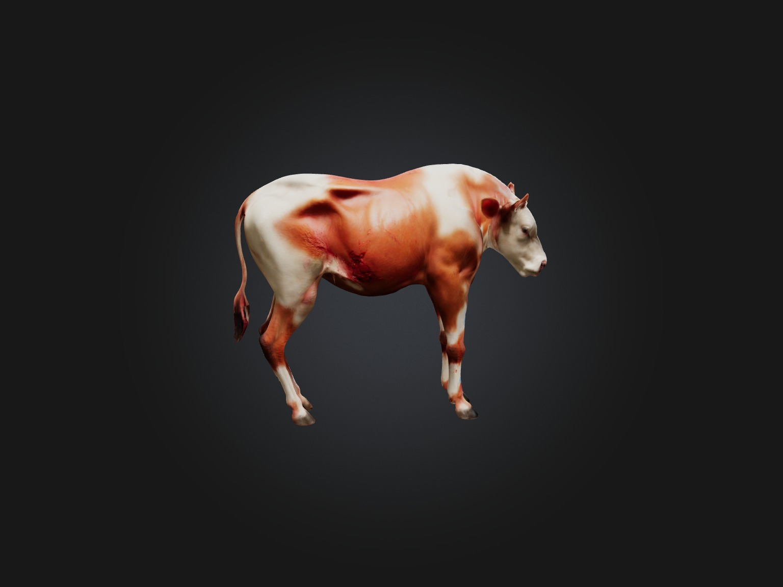 Realistic Injured Calf Model Low-poly 3D model_7