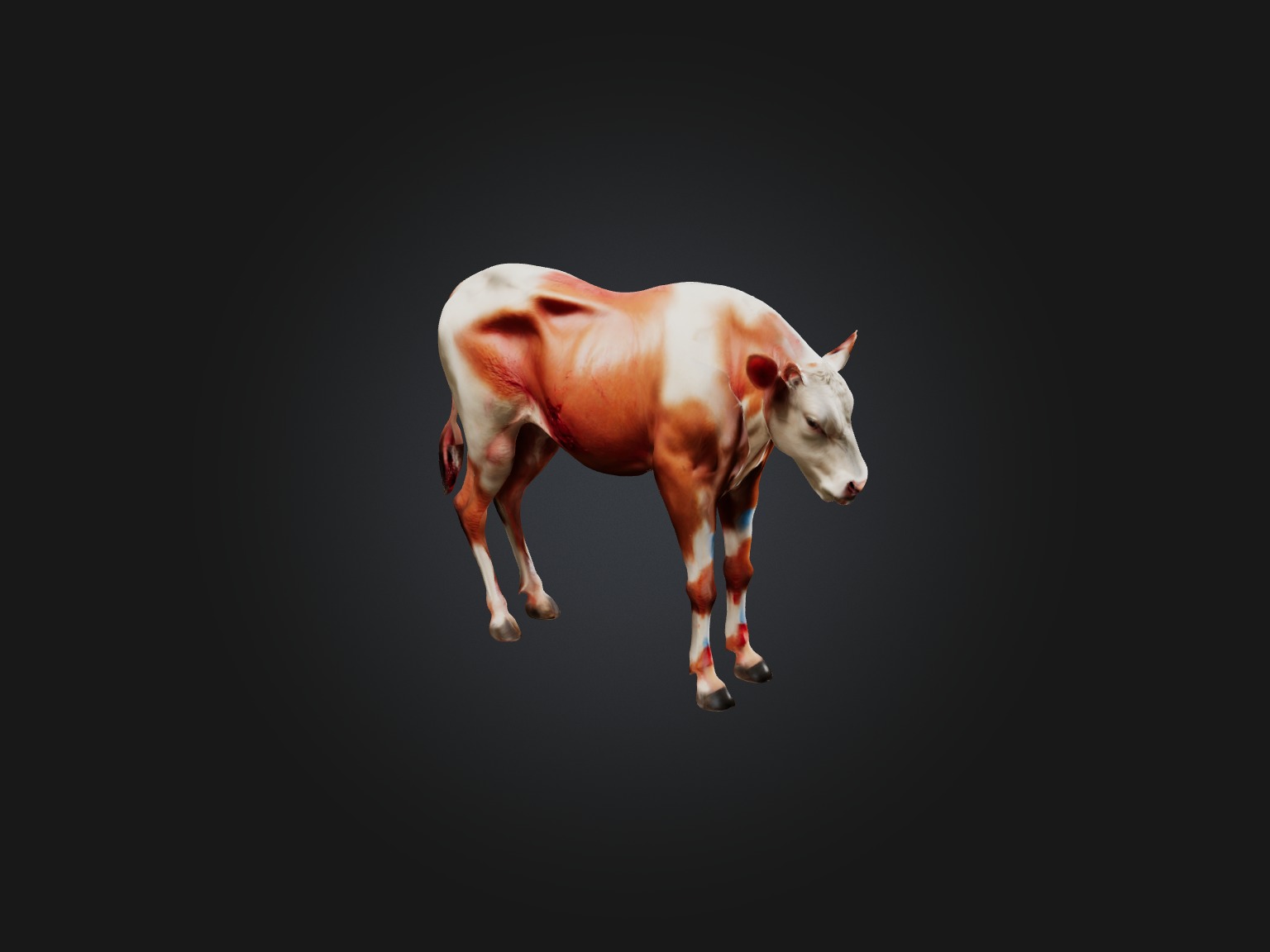 Realistic Injured Calf Model Low-poly 3D model_5