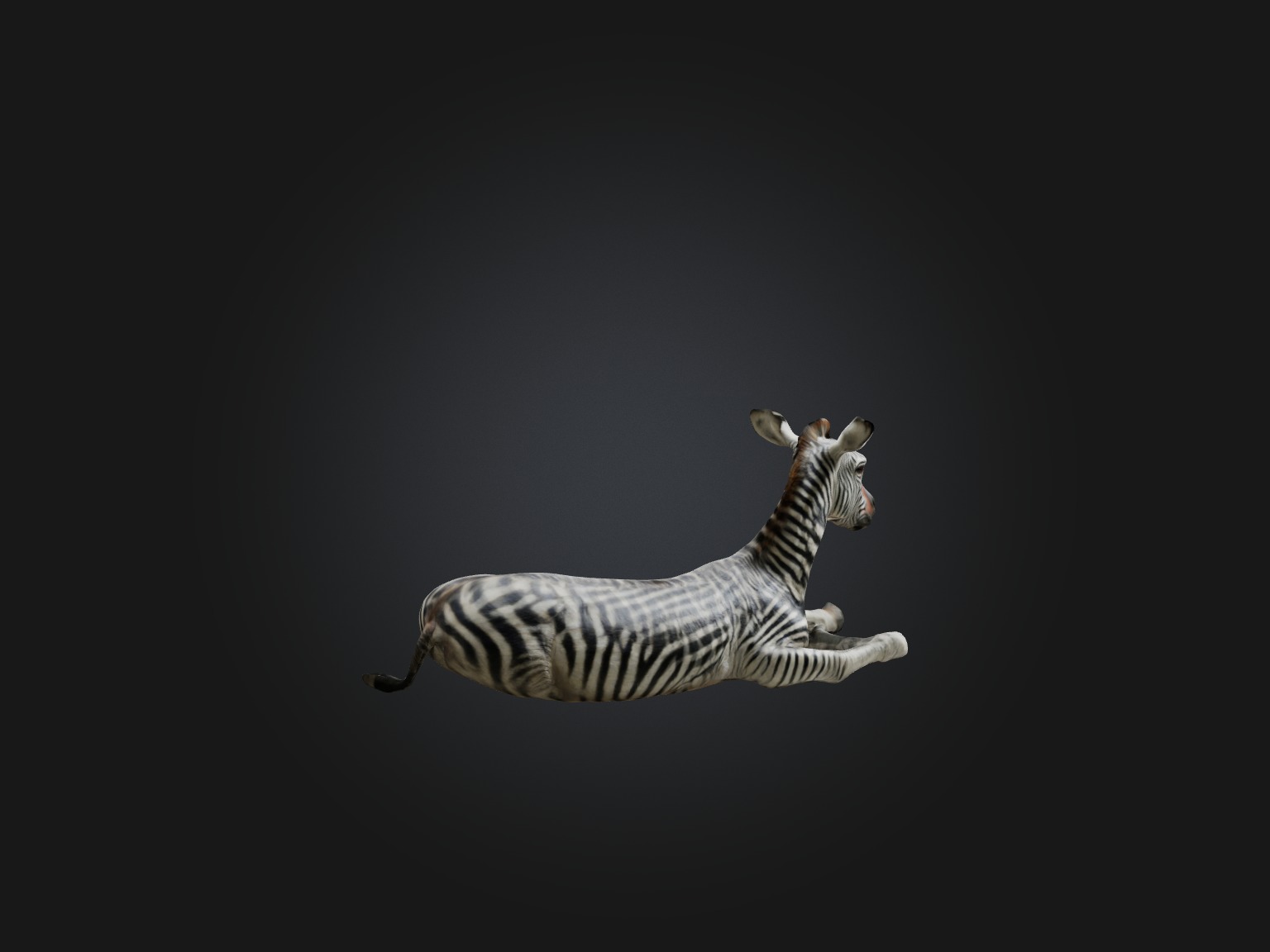 Realistic Hurt Zebra Model Low-poly 3D model_8