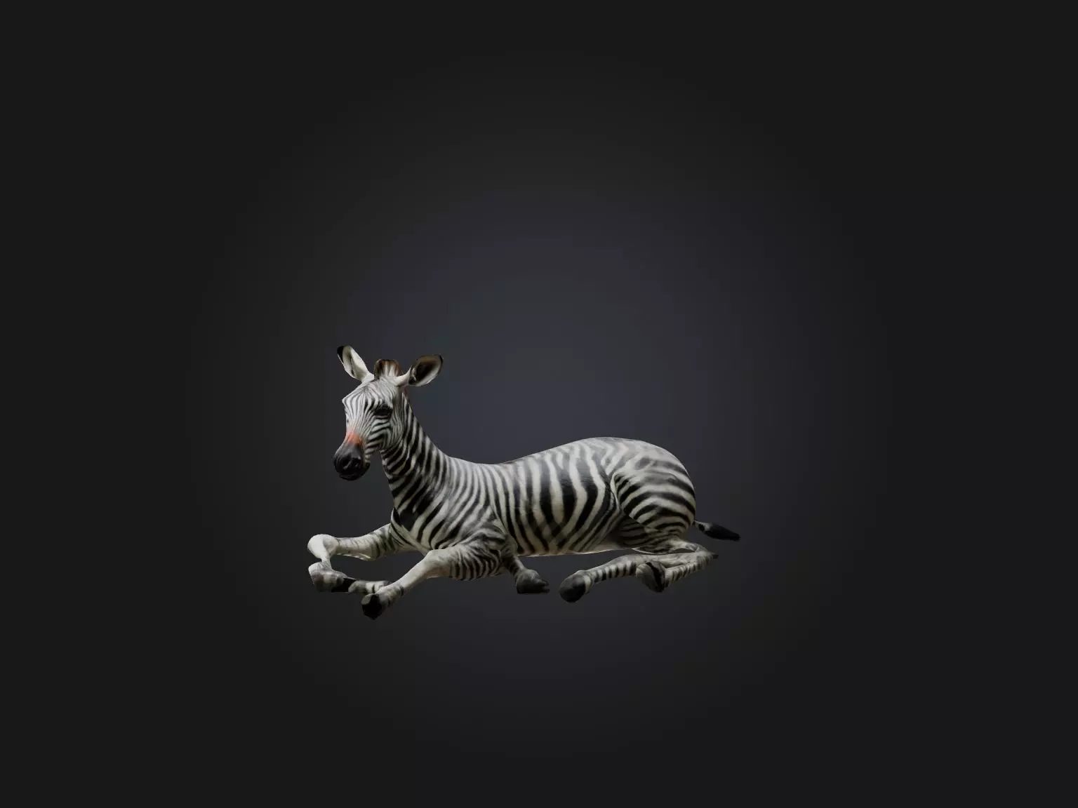 Realistic Hurt Zebra Model Low-poly 3D model_0