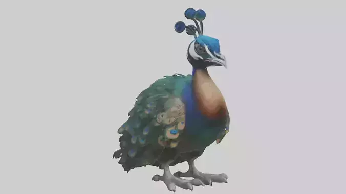Realistic Hurt Peacock Model Low-poly 3D model
