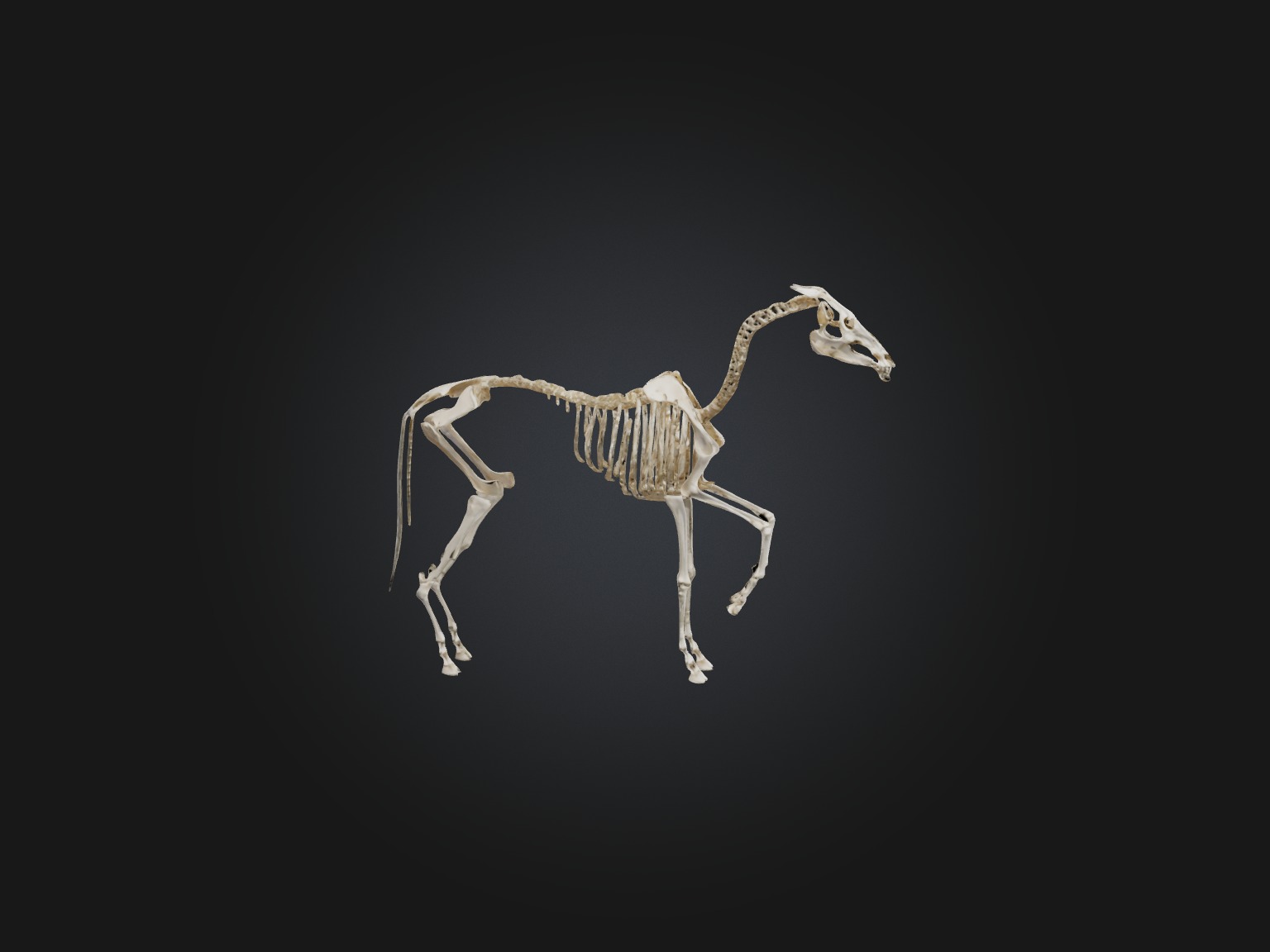 Realistic Horse Skeleton Model Low-poly 3D model_7