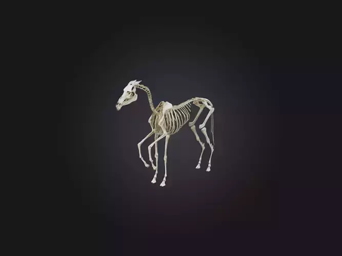 Realistic Horse Skeleton Model Low-poly 3D model