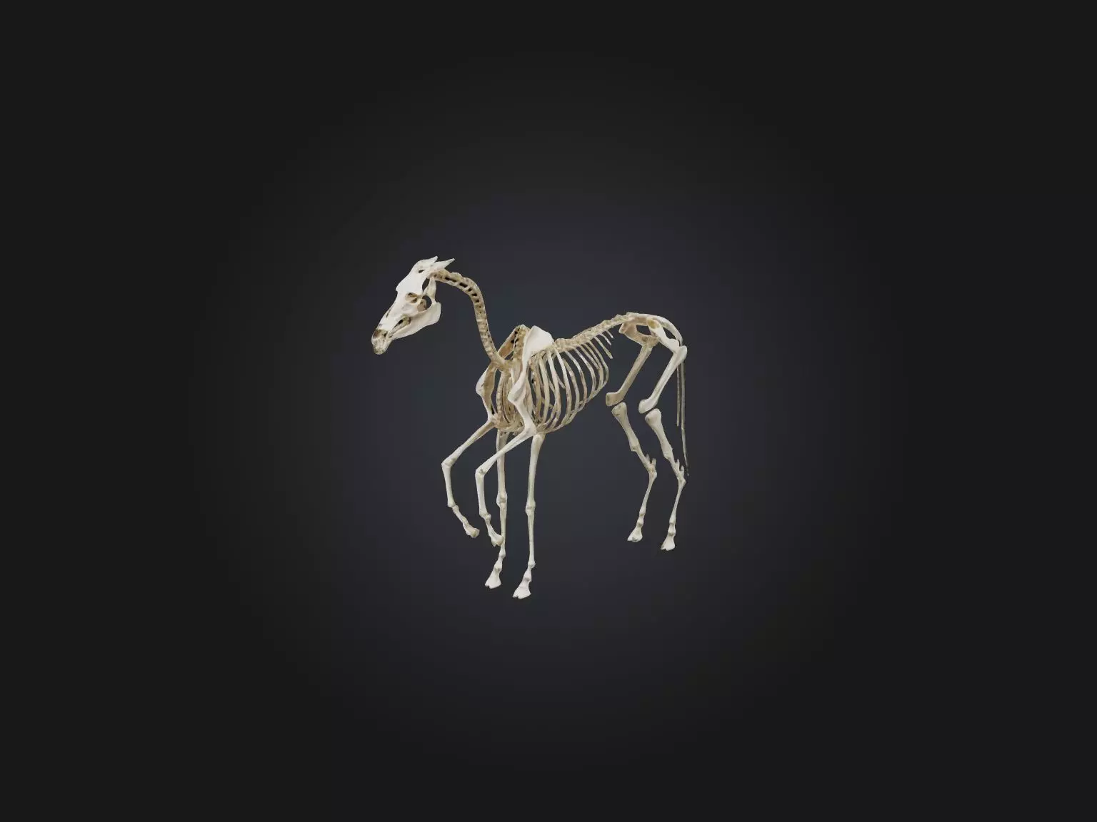 Realistic Horse Skeleton Model Low-poly 3D model_0