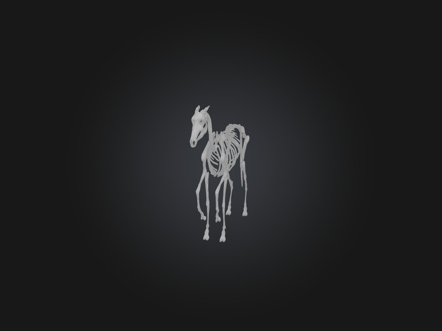Realistic Horse Skeleton Model Low-poly 3D model_3