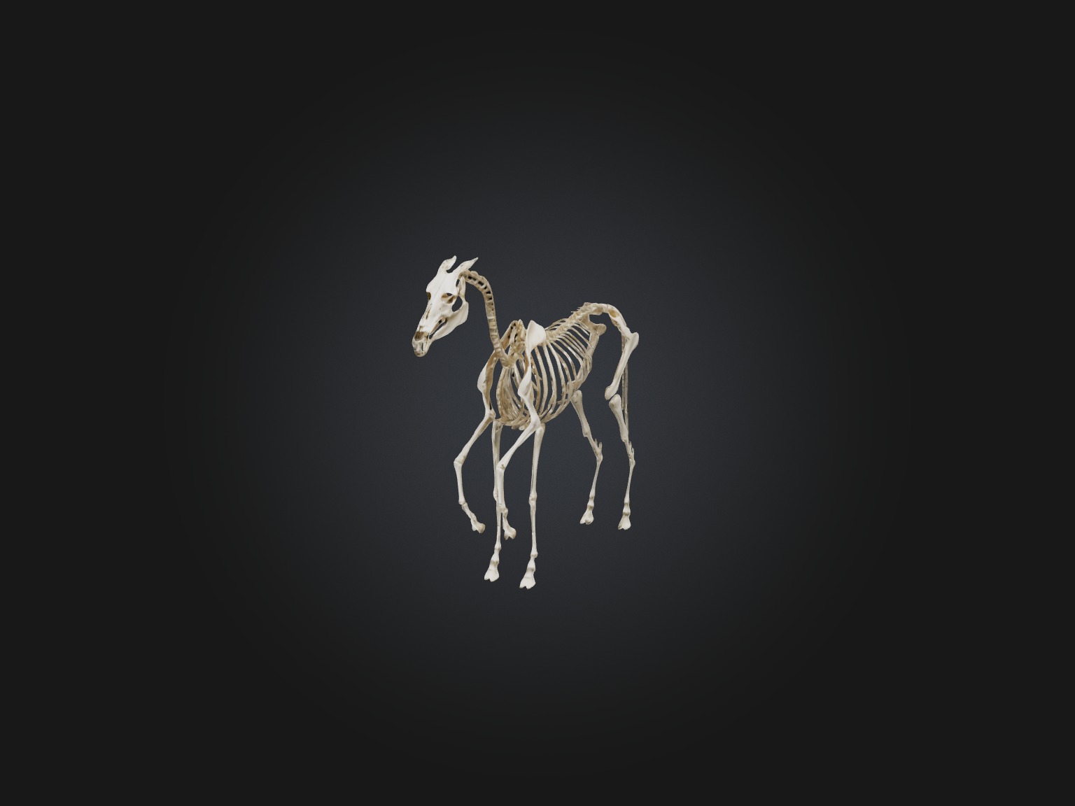 Realistic Horse Skeleton Model Low-poly 3D model_1