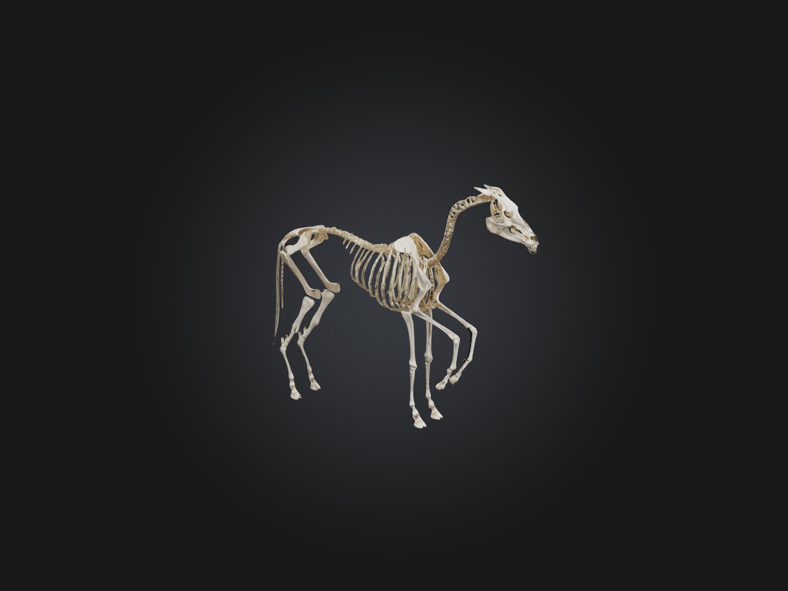 Realistic Horse Skeleton Model Low-poly 3D model_6