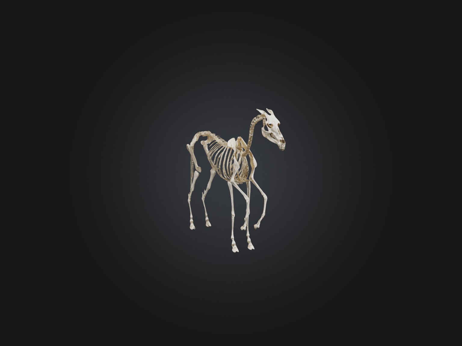 Realistic Horse Skeleton Model Low-poly 3D model_5