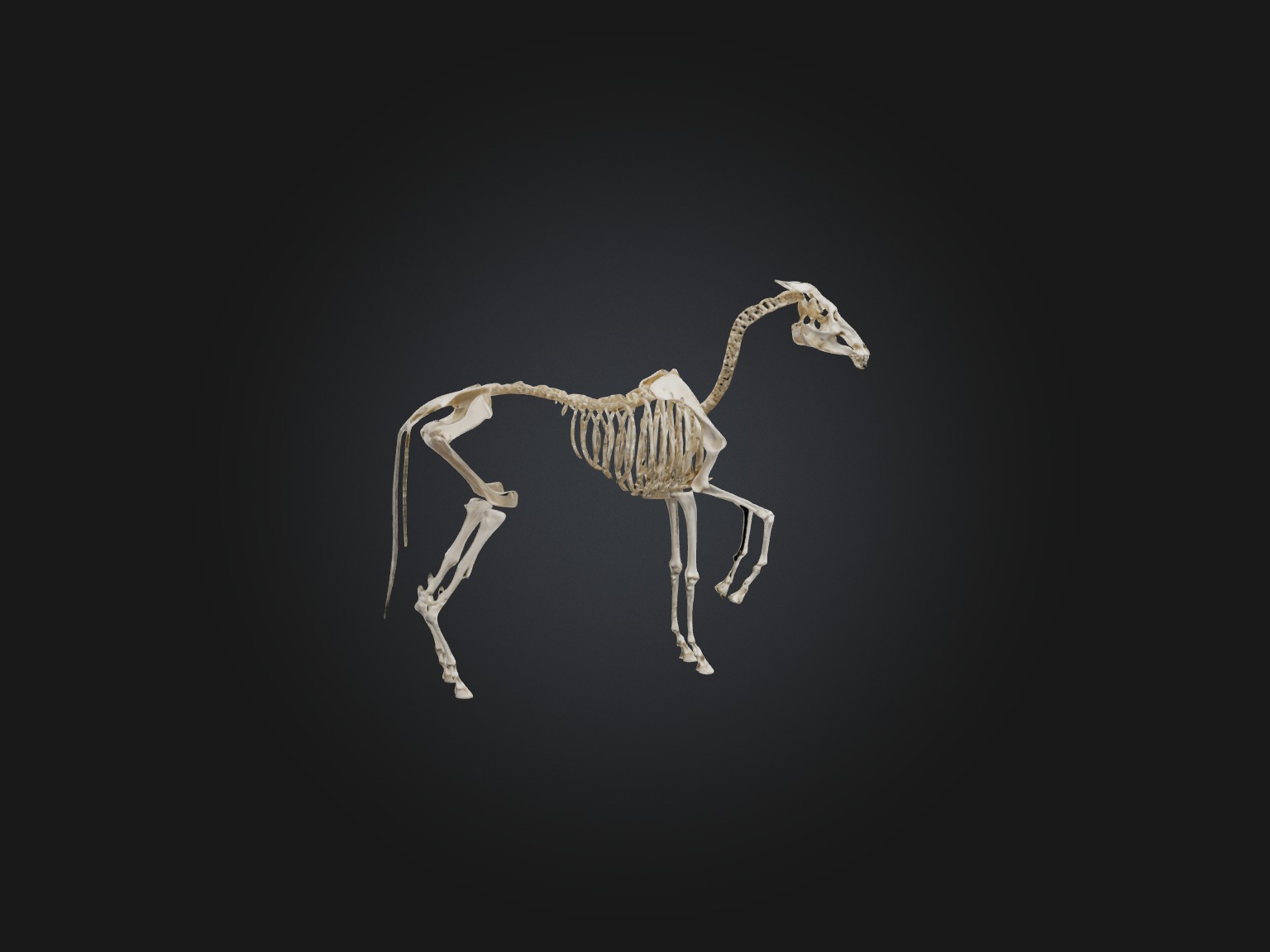 Realistic Horse Skeleton Model Low-poly 3D model_8