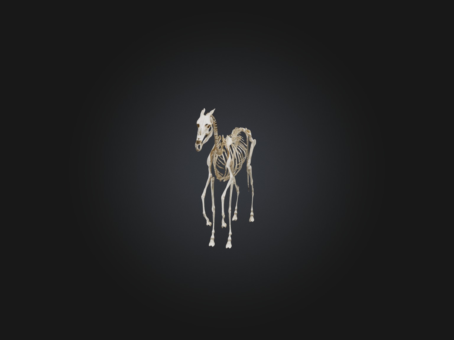 Realistic Horse Skeleton Model Low-poly 3D model_2