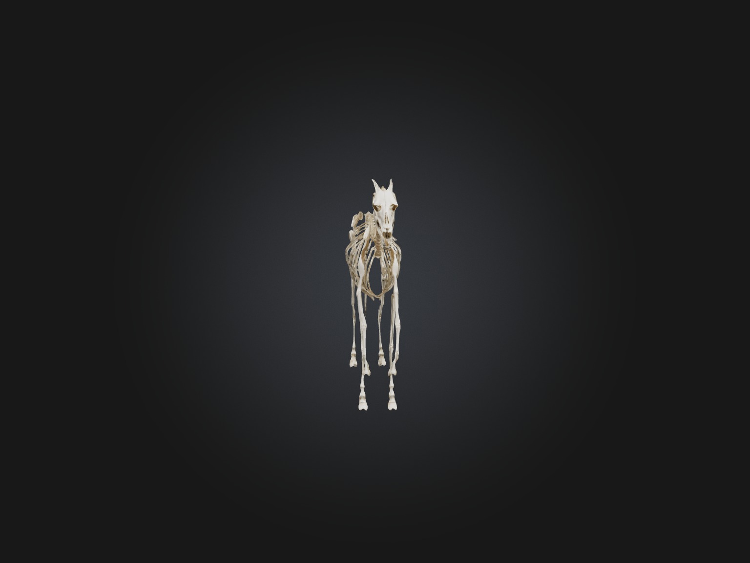Realistic Horse Skeleton Model Low-poly 3D model_4