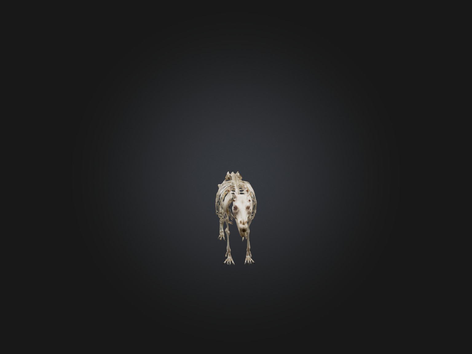 Realistic Hippopotamus Skeleton Model Low-poly 3D model_4