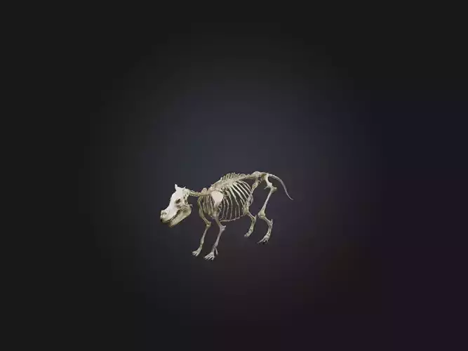 Realistic Hippopotamus Skeleton Model