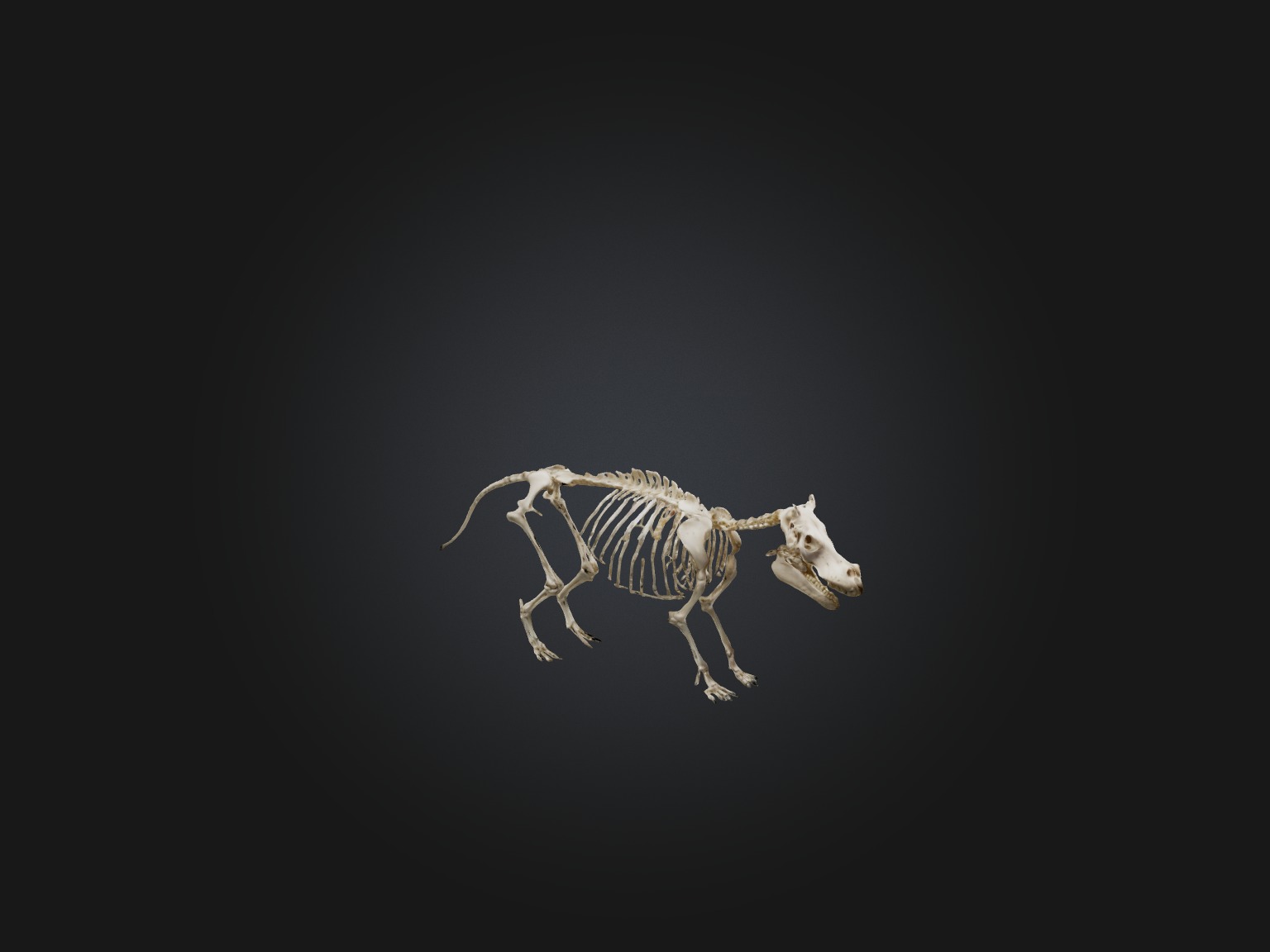 Realistic Hippopotamus Skeleton Model Low-poly 3D model_6