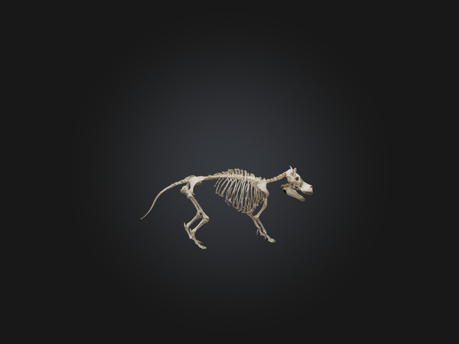 Realistic Hippopotamus Skeleton Model Low-poly 3D model_8