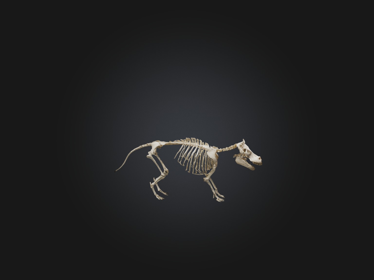 Realistic Hippopotamus Skeleton Model Low-poly 3D model_7