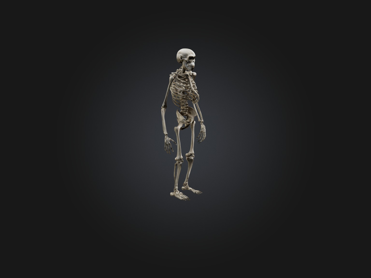 Realistic Gorilla Skeleton Model Low-poly 3D model_6