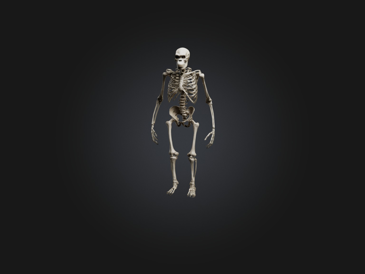 Realistic Gorilla Skeleton Model Low-poly 3D model_2