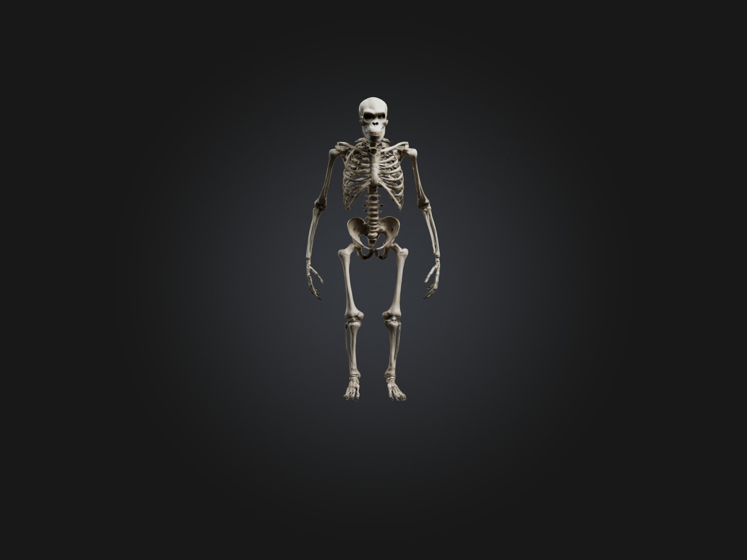 Realistic Gorilla Skeleton Model Low-poly 3D model_4
