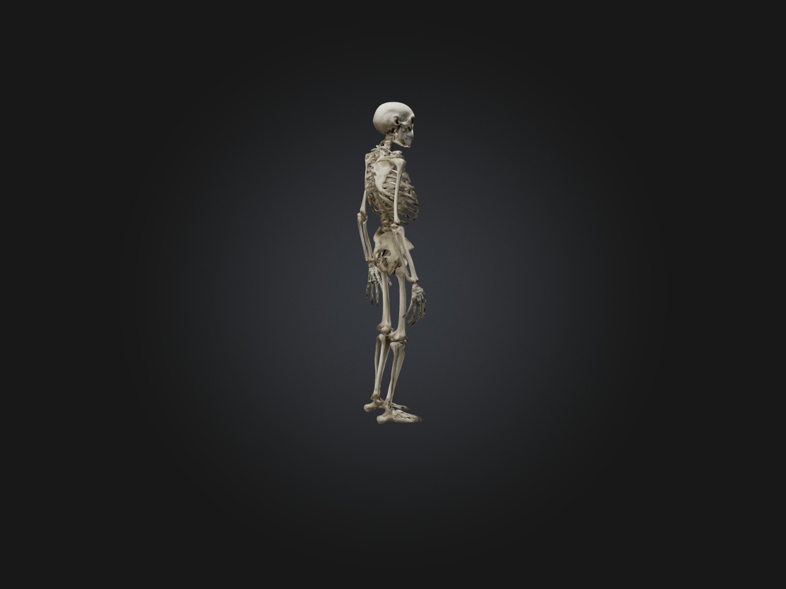 Realistic Gorilla Skeleton Model Low-poly 3D model_8