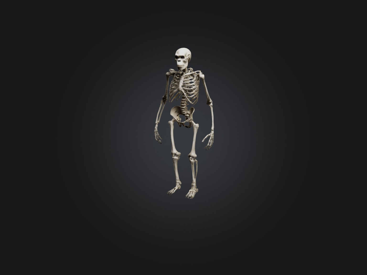 Realistic Gorilla Skeleton Model Low-poly 3D model_1