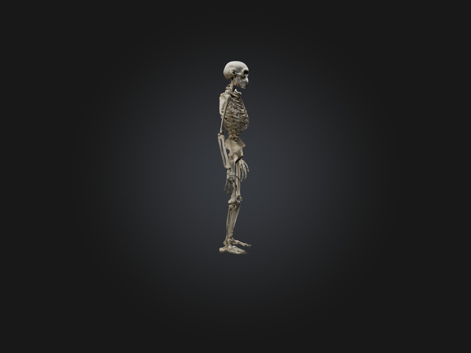 Realistic Gorilla Skeleton Model Low-poly 3D model_7