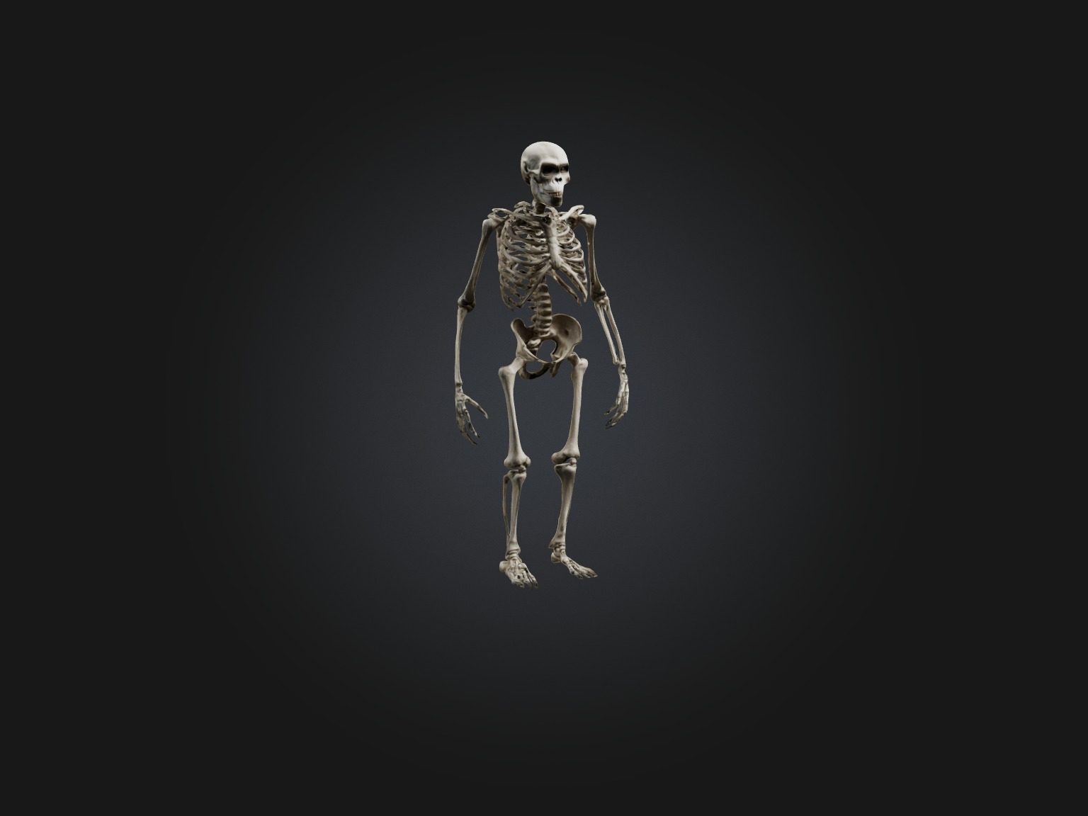 Realistic Gorilla Skeleton Model Low-poly 3D model_5