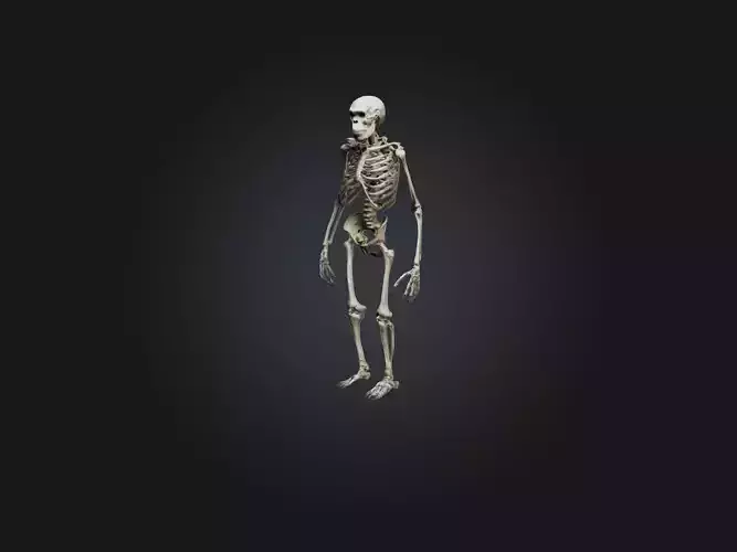 Realistic Gorilla Skeleton Model