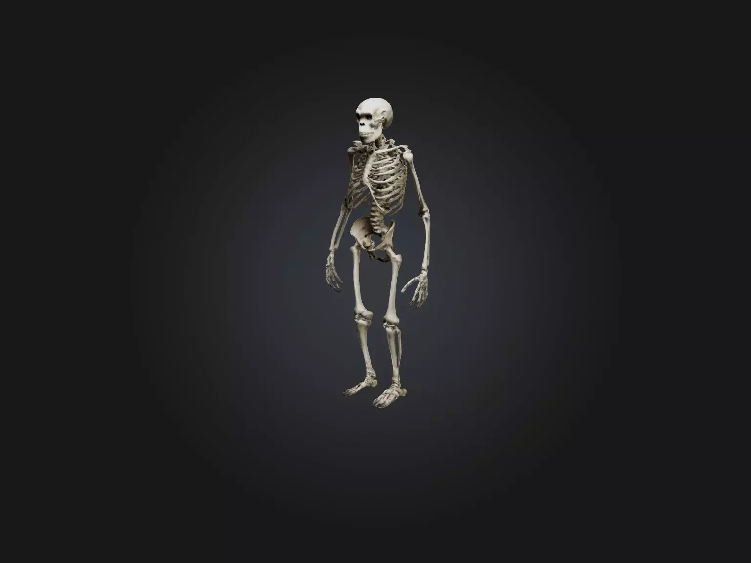 Realistic Gorilla Skeleton Model Low-poly 3D model_0