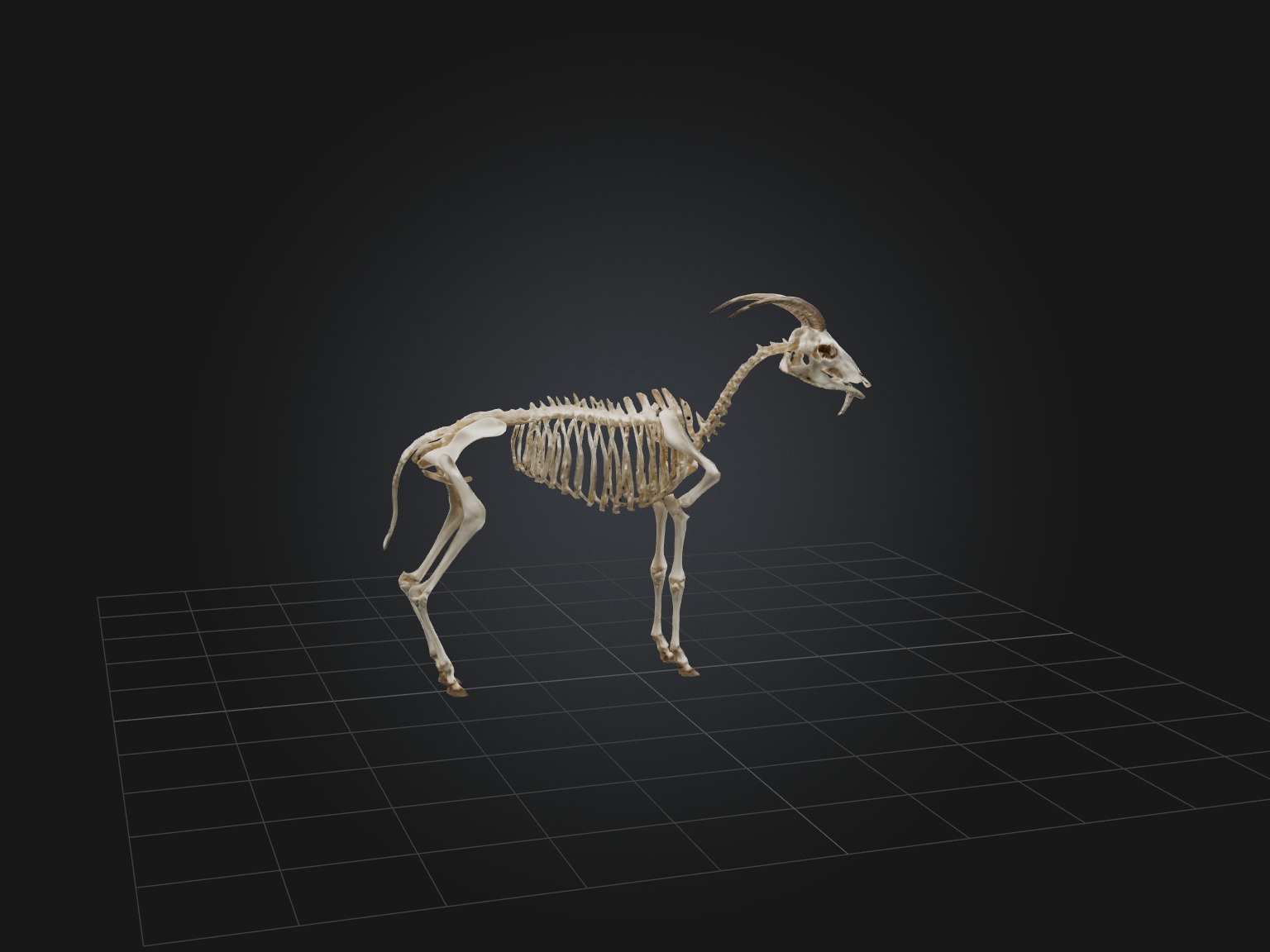 Realistic Goat Skeleton Model Low-poly 3D model_8