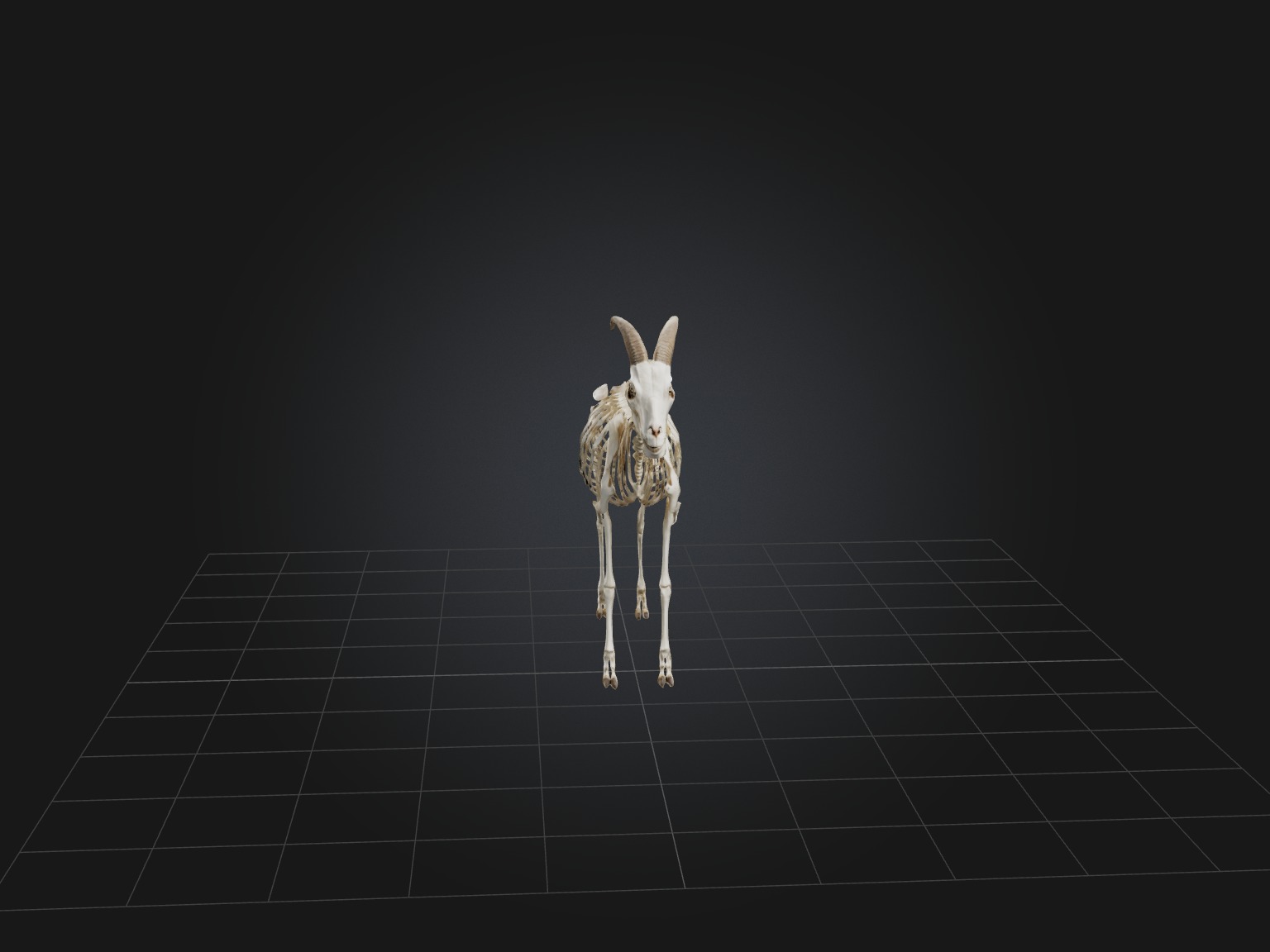 Realistic Goat Skeleton Model Low-poly 3D model_4