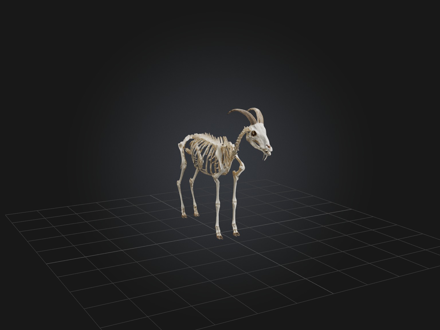 Realistic Goat Skeleton Model Low-poly 3D model_5