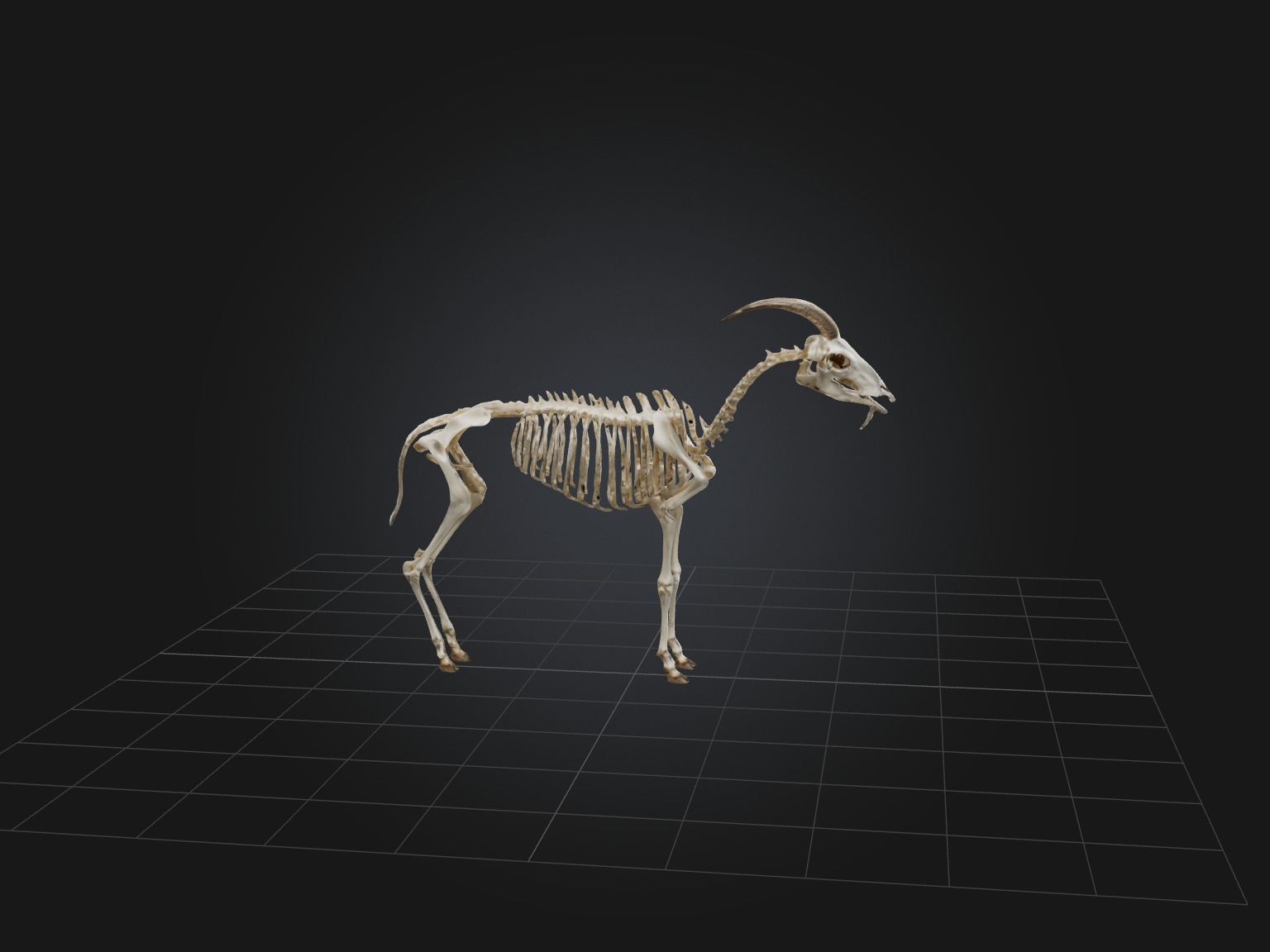 Realistic Goat Skeleton Model Low-poly 3D model_7