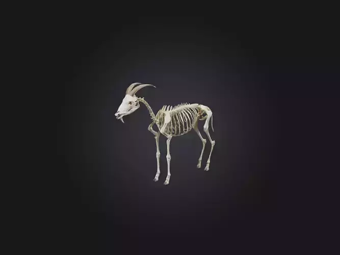 Realistic Goat Skeleton Model
