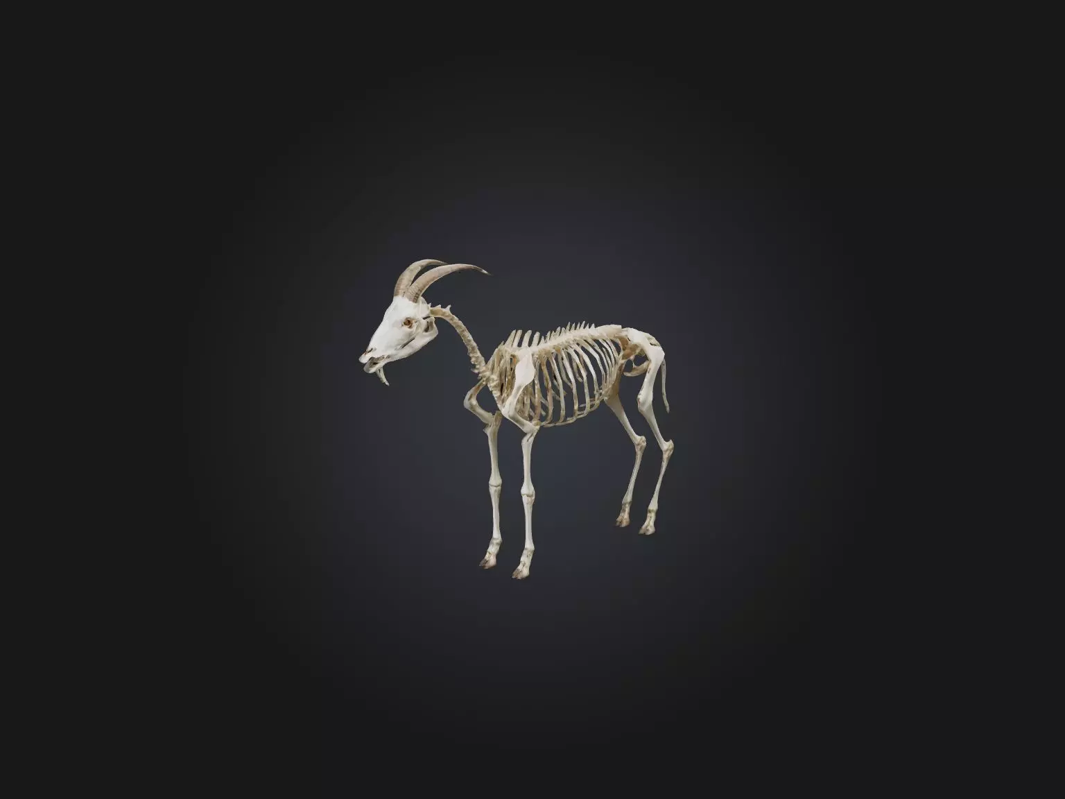 Realistic Goat Skeleton Model Low-poly 3D model_0