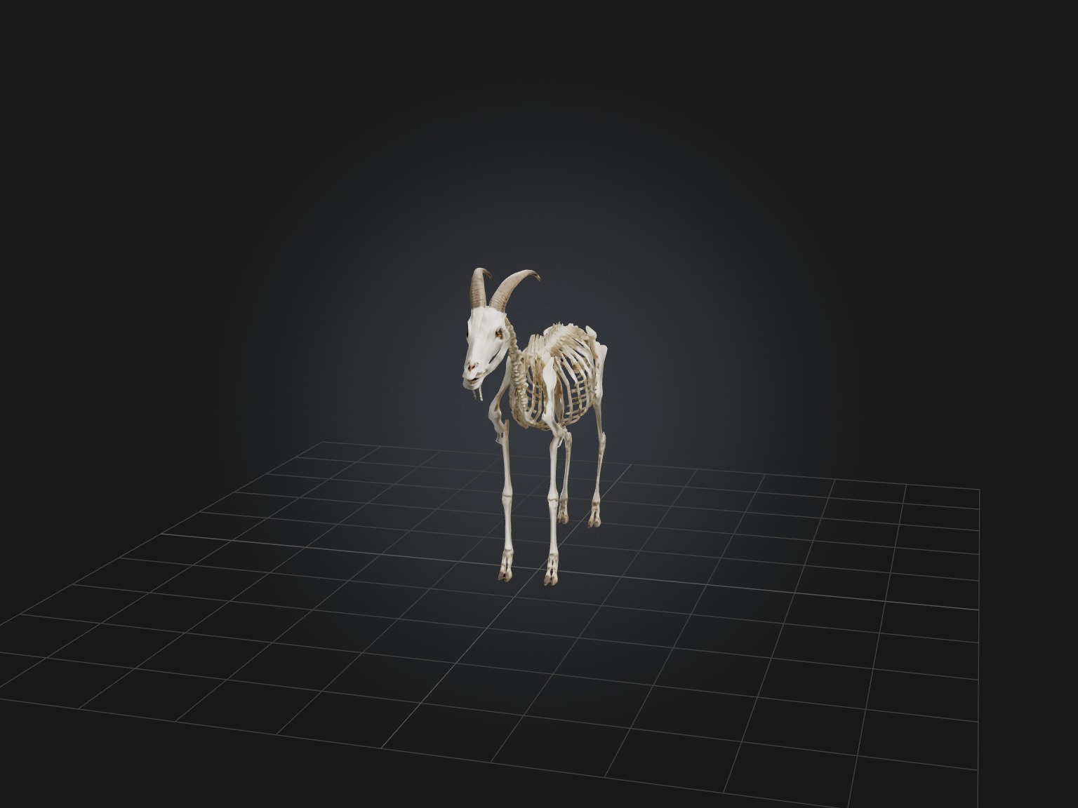 Realistic Goat Skeleton Model Low-poly 3D model_2