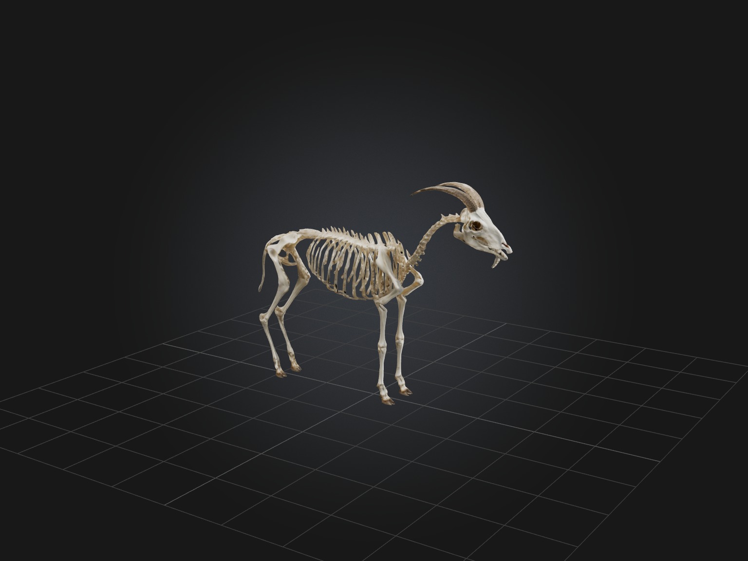 Realistic Goat Skeleton Model Low-poly 3D model_6