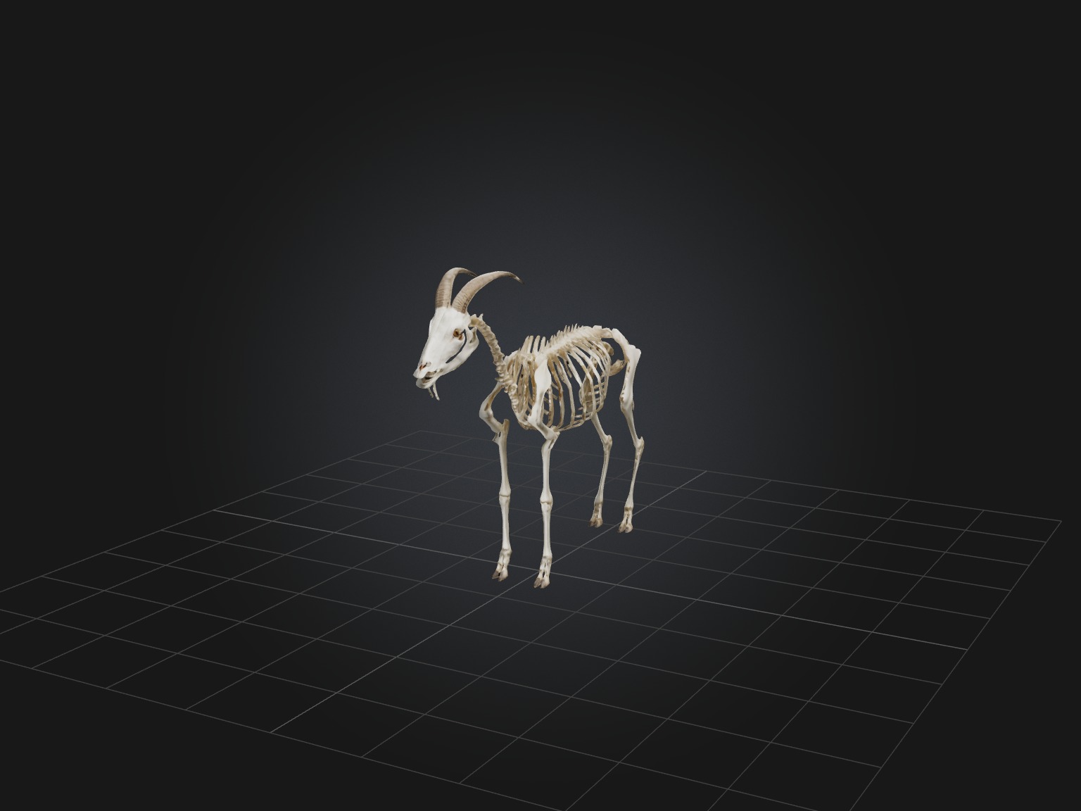 Realistic Goat Skeleton Model Low-poly 3D model_1