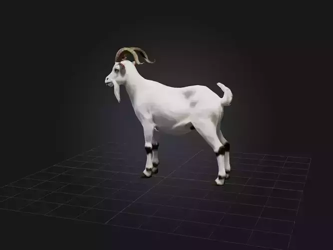 Realistic Goat Model
