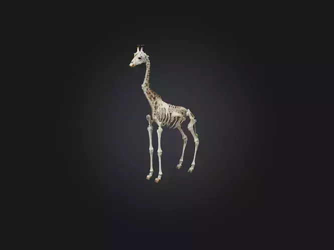 Realistic Giraffe Skeleton Model