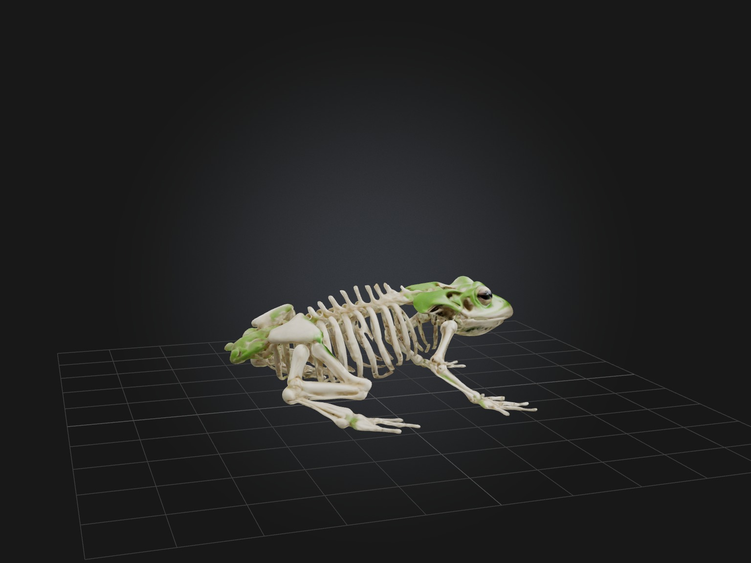Realistic Frog Skeleton Model Low-poly 3D model_8