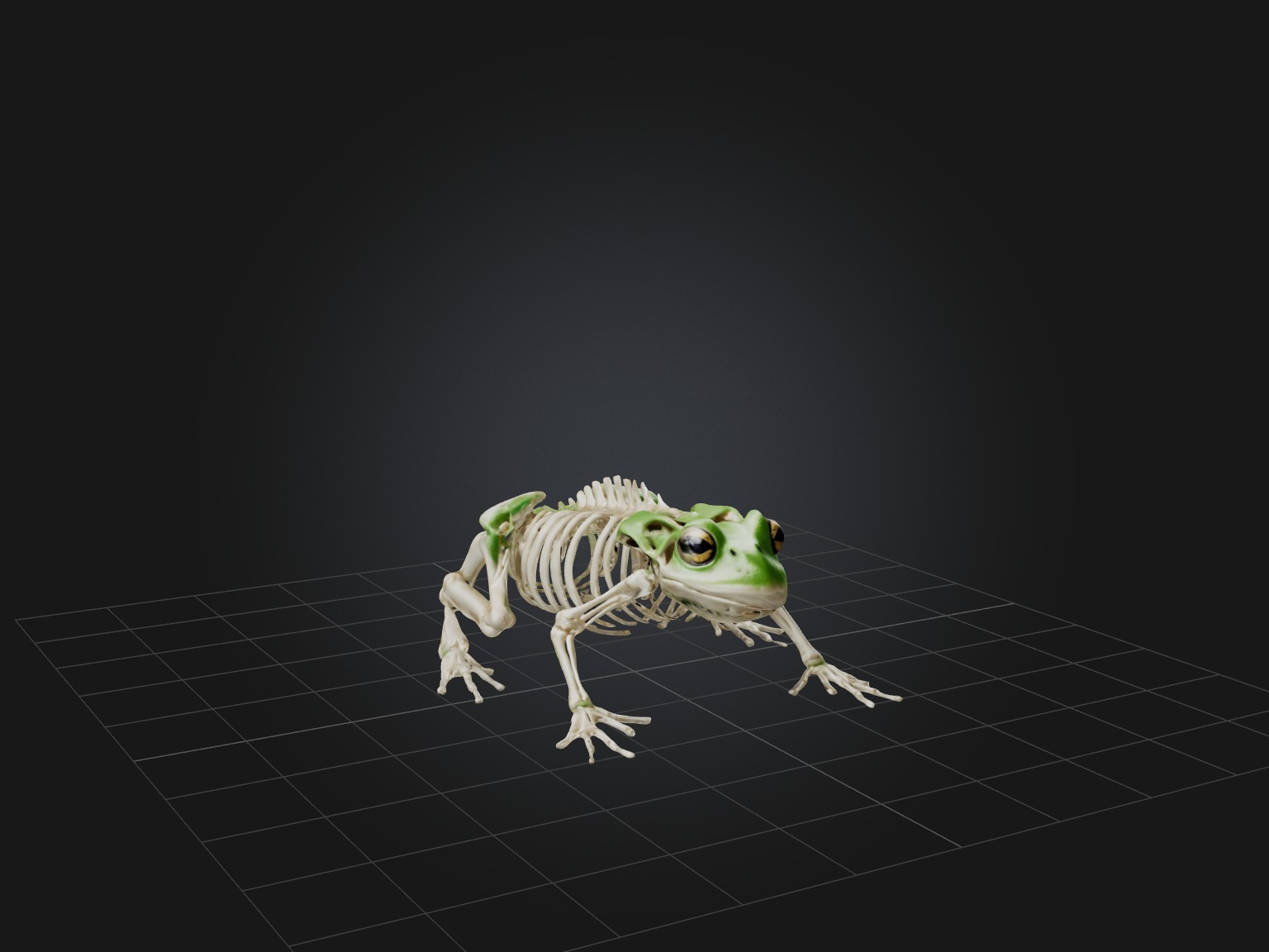 Realistic Frog Skeleton Model Low-poly 3D model_5