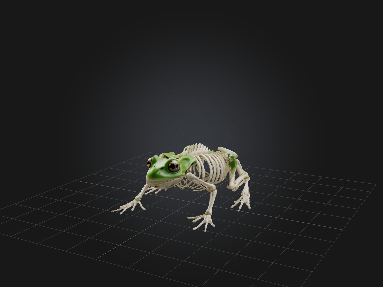 Realistic Frog Skeleton Model Low-poly 3D model_1