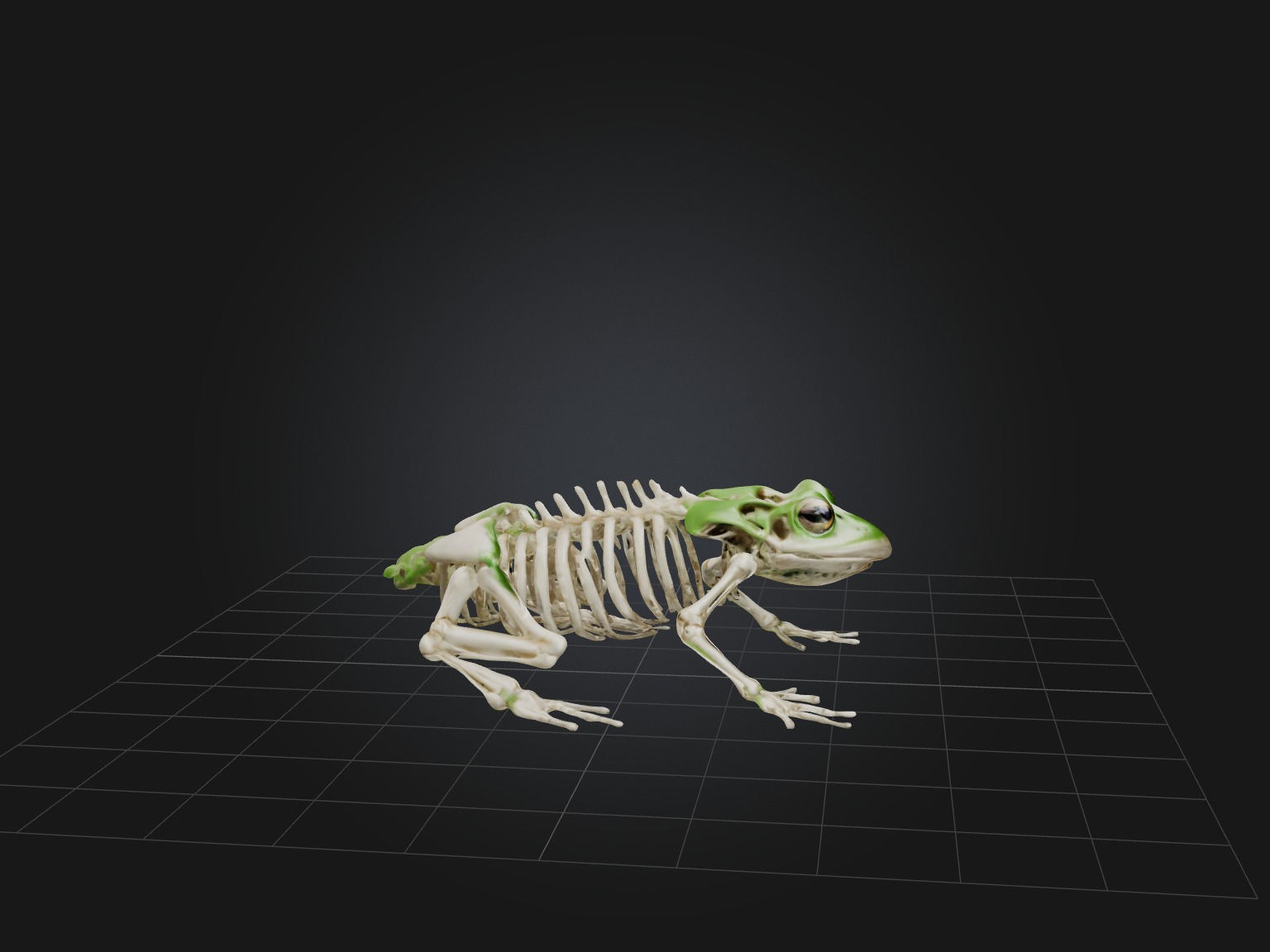 Realistic Frog Skeleton Model Low-poly 3D model_7
