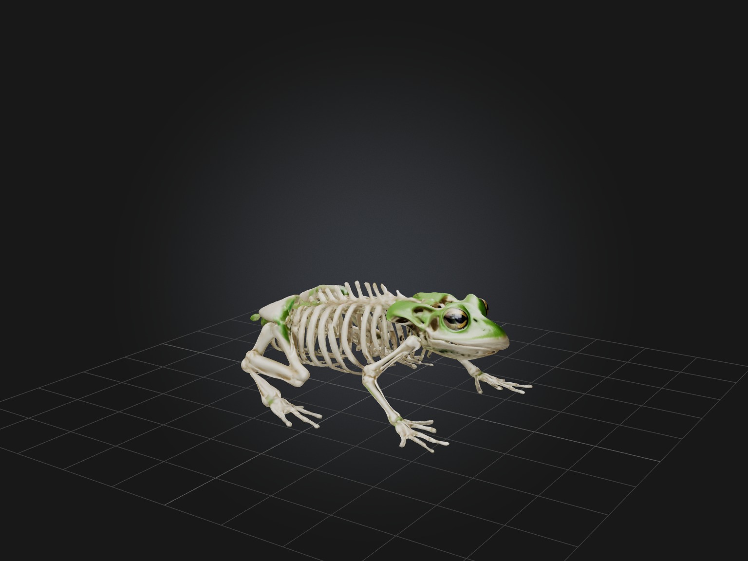 Realistic Frog Skeleton Model Low-poly 3D model_6