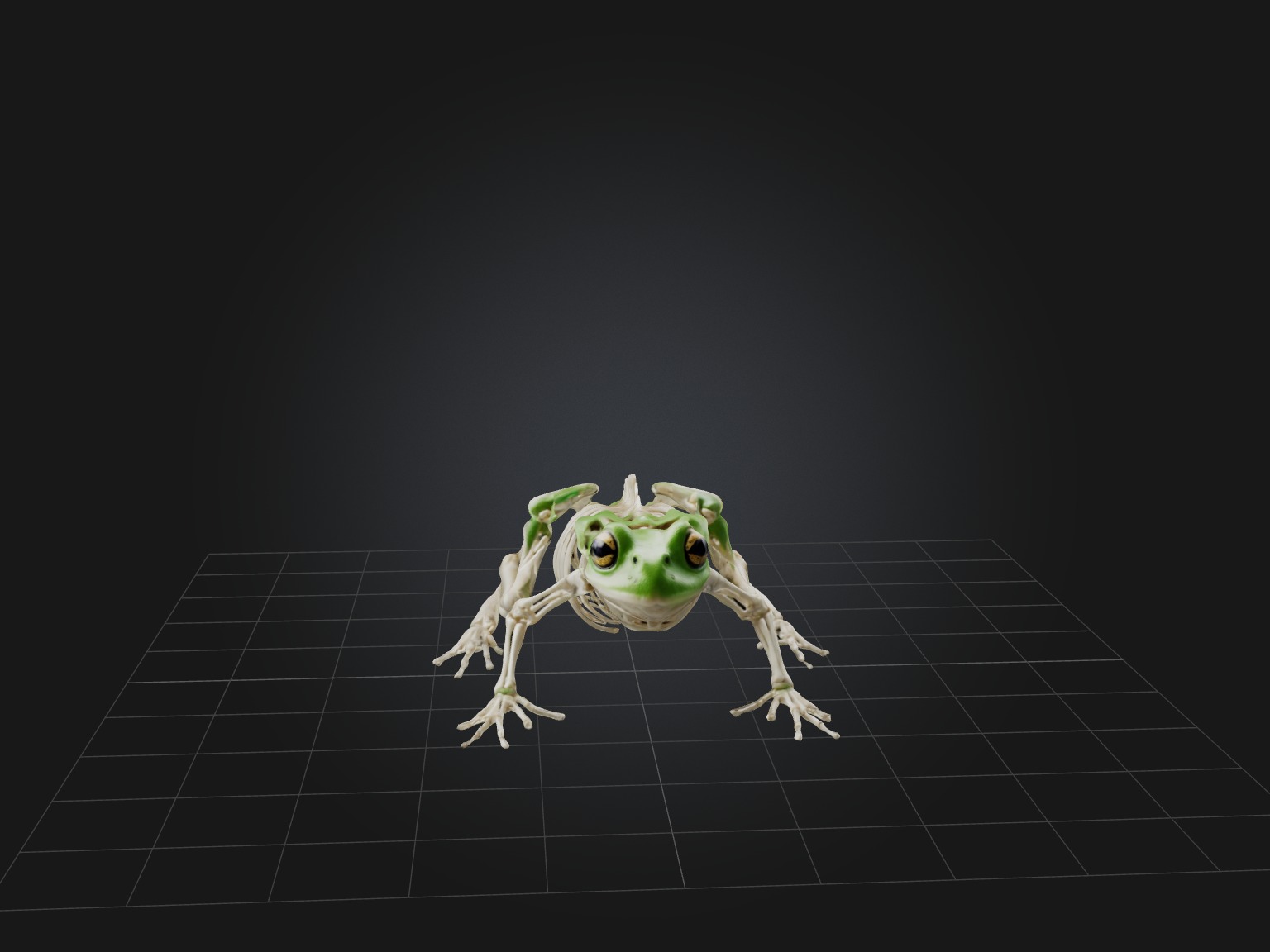 Realistic Frog Skeleton Model Low-poly 3D model_4